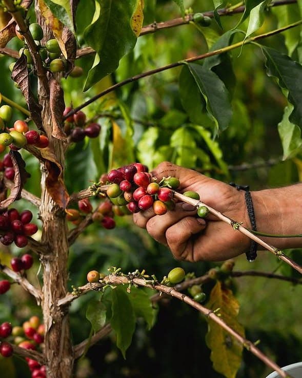 A hand is picking ripe coffee cherries from a coffee plant.