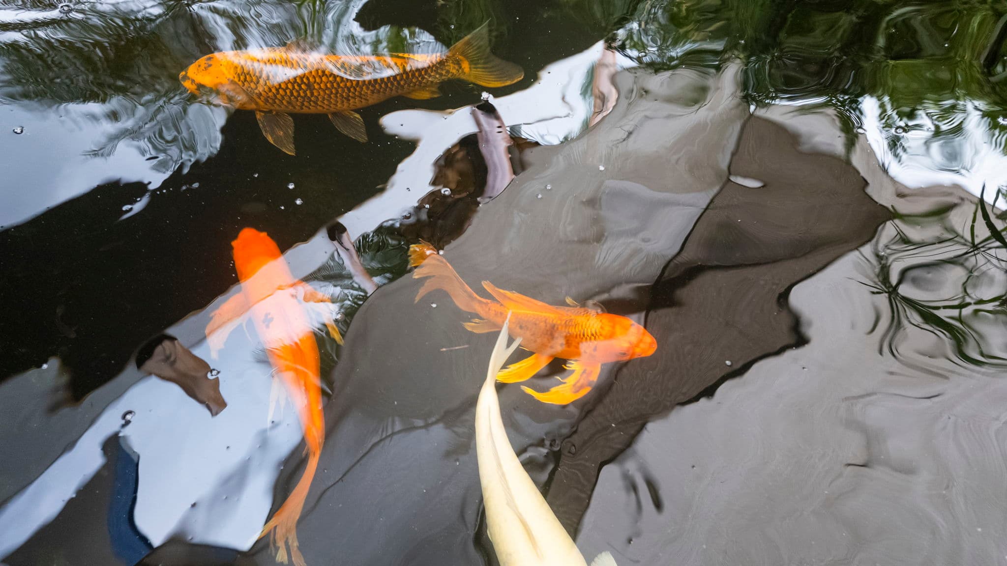 A group of colorful koi fish swimming in a dark pond.