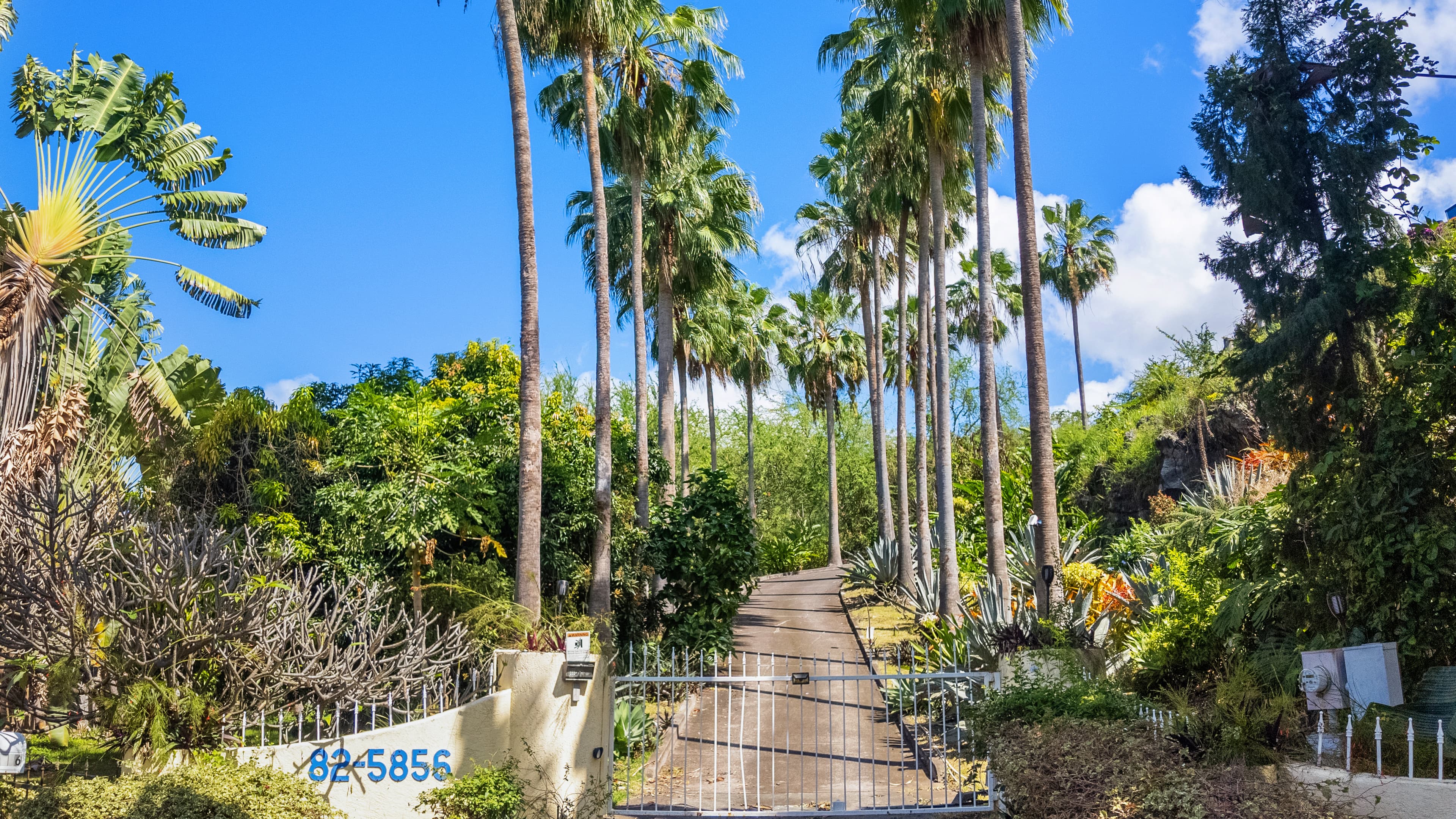 A gated pathway lined with tall palm trees leads through a lush garden.