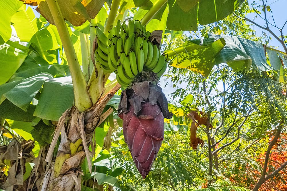 A cluster of green bananas and a reddish banana flower hanging from a banana plant.