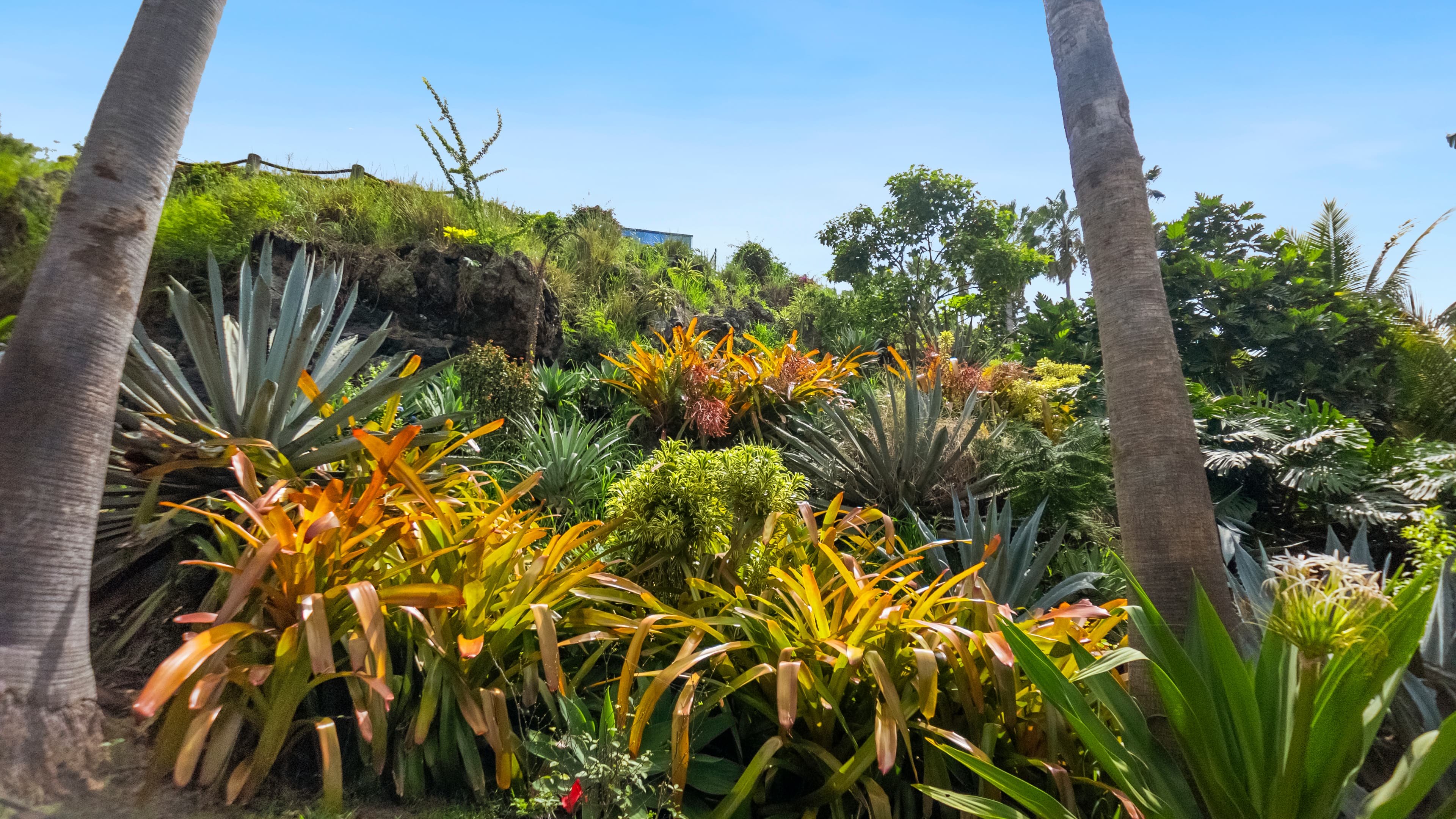 Lush tropical garden with vibrant plants under a clear blue sky.