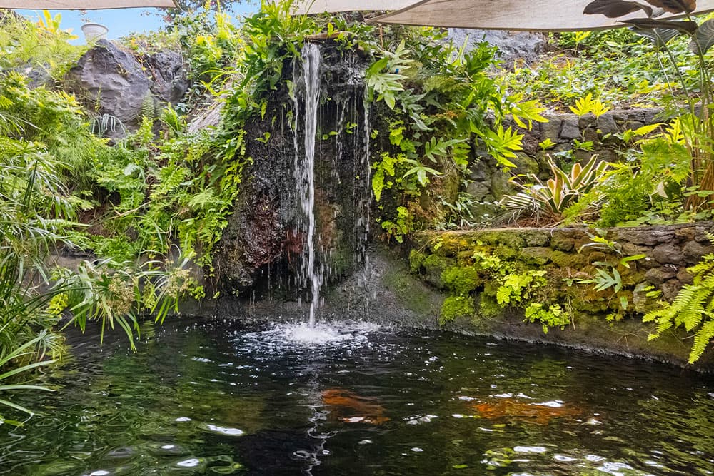 A tranquil garden pond with a waterfall surrounded by lush greenery.